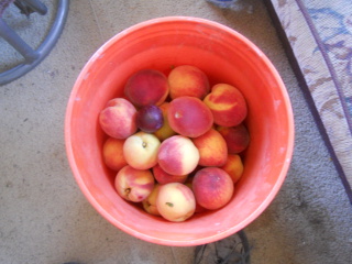 Bucket of Peaches