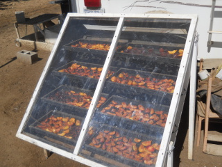 Peaches on Solar Food Dehydrator