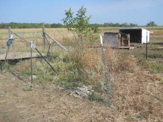 Pecan Tree Area with Old Hand-Pulled Fencing