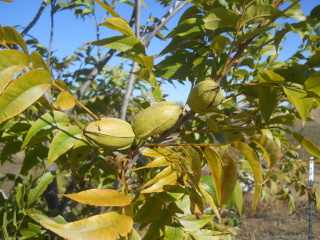 Pecans on Tree