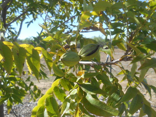 More Pecans on Tree