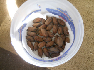 Gathered Pecans