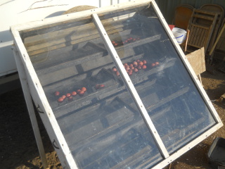 Plums on Solar Food Dehydrator
