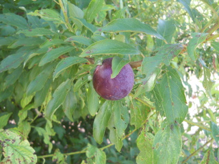 Plum!