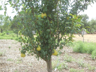 2016 Orchard Pears