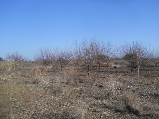 Winter 2016 Orchard Pruning Before