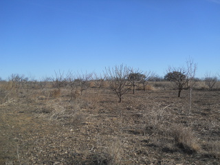Winter 2016 Orchard Pruning After