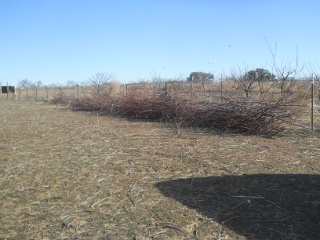 Winter 2016 Orchard Pruning Leftover Branches