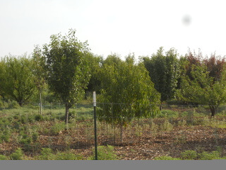 2017 Orchard in June