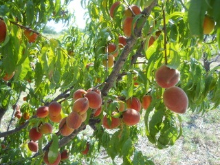 Nectarines