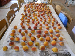 Nectarines Ripening