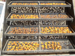 Fruit Pieces on Solar Food Dehydrator