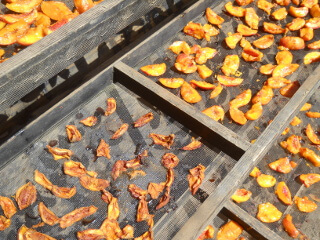 Dried vs. New Fruit Pieces on Solar Food Dehydrator