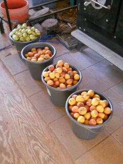 Buckets of Fruit