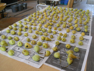 Pears Ripening