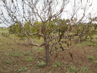 Dead Peach Tree