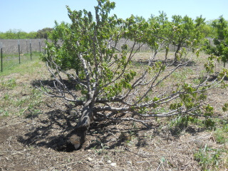 Fallen Fruit Tree