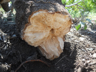 Cross Section of Fallen Fruit Tree