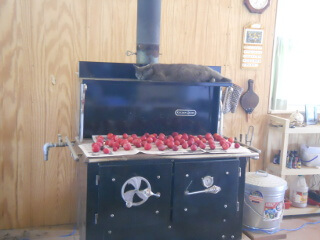 2018 Plums Ripening on Woodburning Stove