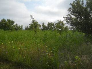 Orchard Spring 2019 with Lots of Weeds