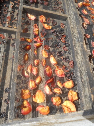 More 2021 Fruit on Solar Food Dehydrator