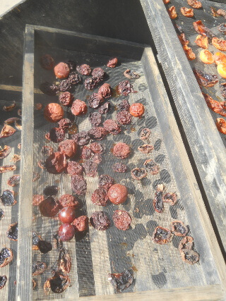 Still More 2021 Fruit on Solar Food Dehydrator