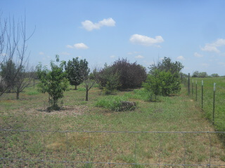Orchard 2021