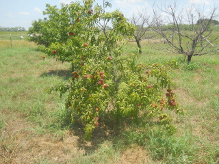 Peach Tree 2021