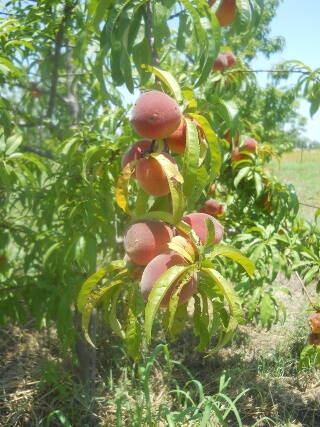 Peaches on Tree 2021