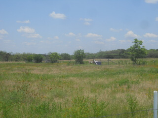 Pecan Tree Line 2021