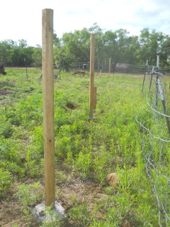 Fence Posts Concreted In