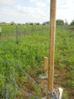 More Fences Post Concreted In