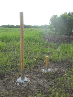 Still More Fence Posts Concreted In