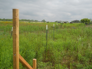More Fence T-posts in Place
