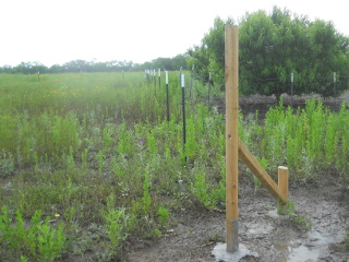 Still More Fence T-posts in Place