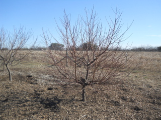 Fruit Tree Before Pruning