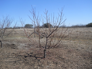 Fruit Tree After Pruning