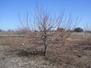 Another Fruit Tree Before Pruning