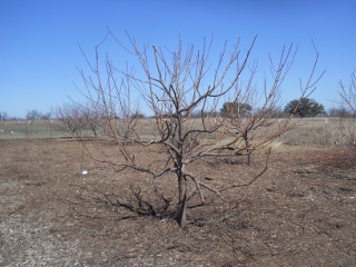 Another Fruit Tree After Pruning