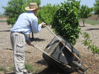 Kevin Dumping Mulch Around a Fruit Tree