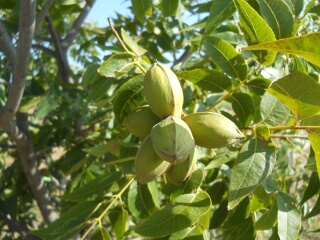 More 2017 Pecans