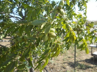 2017 Pecans