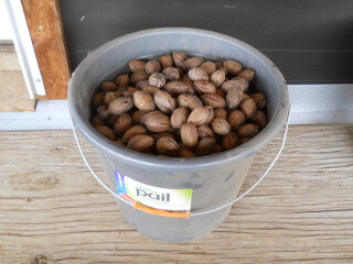 More 2017 Gathered Pecans