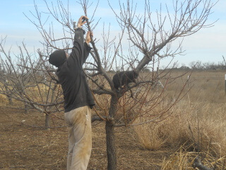 2017 Fruit Tree Pruning