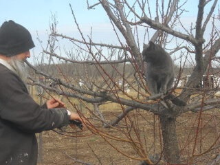 More 2017 Fruit Tree Pruning