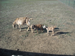 New Goats George and Gracie with their Mother Pammy