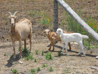 New 2012 Goat Does PJ and Sandy