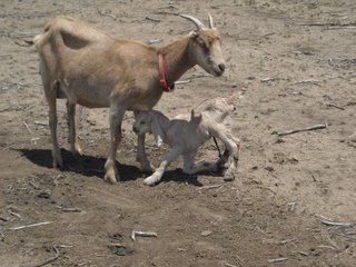 Pammy with Her 2009 Kids