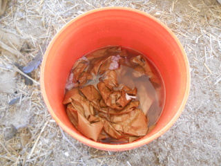 Paper in Water in Bucket