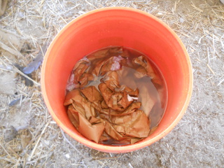 Paper in Water in Bucket
